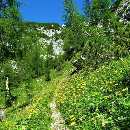 Kupljenik Near Bled - Happy Horská chata Bohinjska Bela